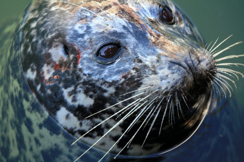 Seal at Fishermans Wharf, Victoria, BC, Canada